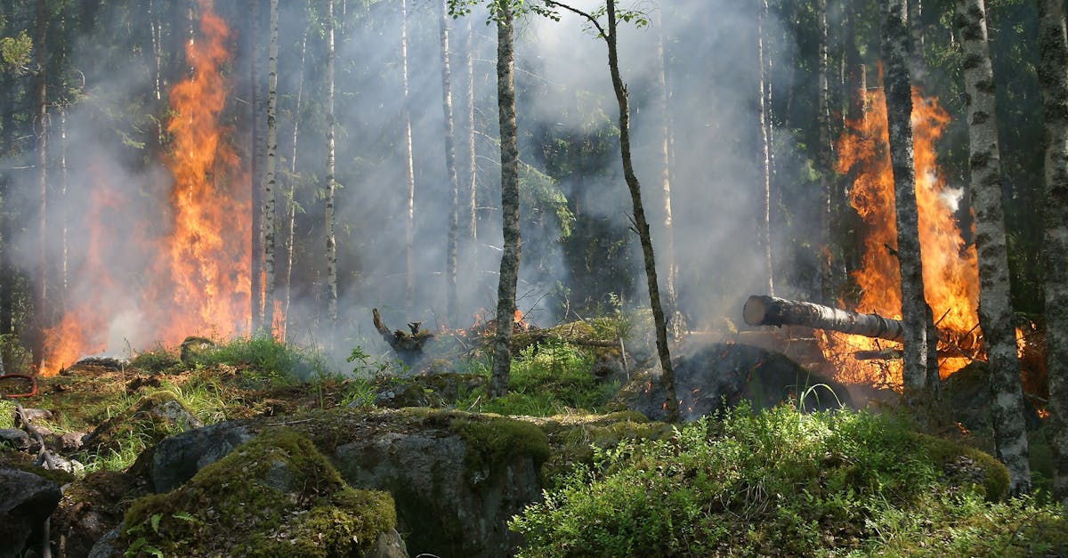 découvrez l'impact du changement climatique sur notre planète et ses conséquences sur l'environnement, la biodiversité et les sociétés humaines. informez-vous sur les défis à relever et les solutions à envisager pour un avenir durable.