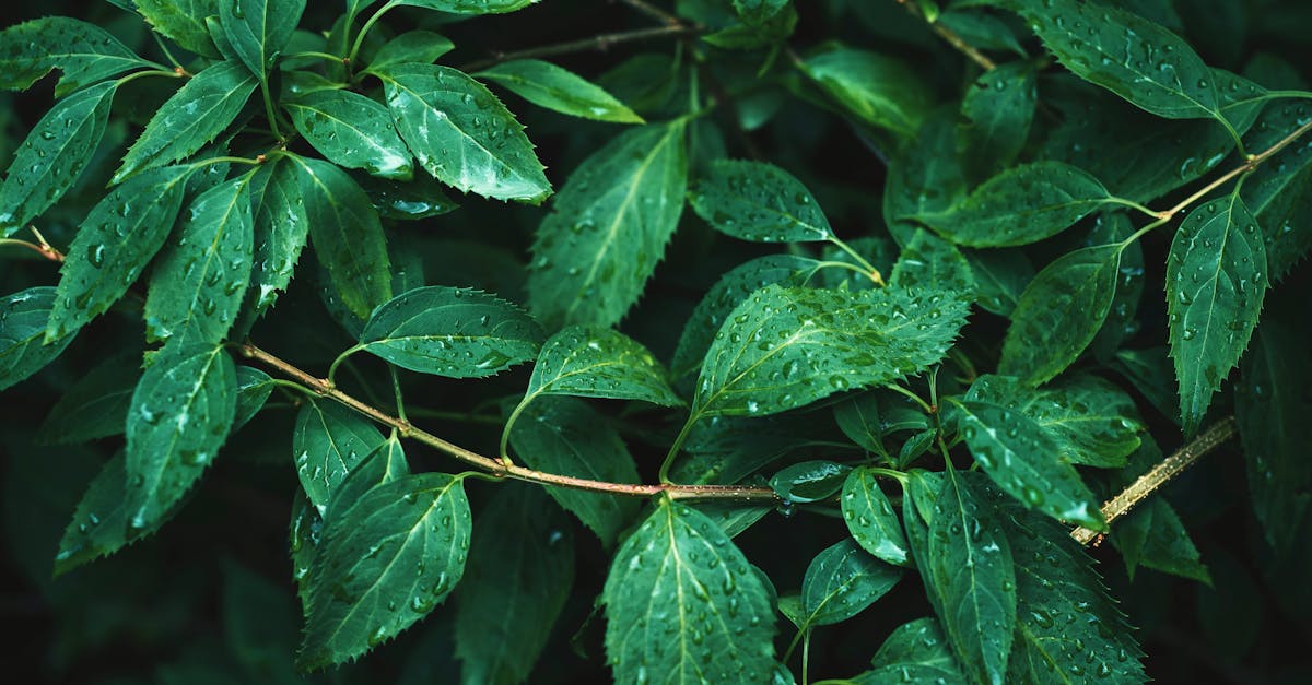 découvrez l'importance de la santé climatique, ses impacts sur notre environnement et nos vies, et les actions à entreprendre pour un avenir durable. explorez des solutions innovantes pour protéger notre planète et améliorer la santé collective.