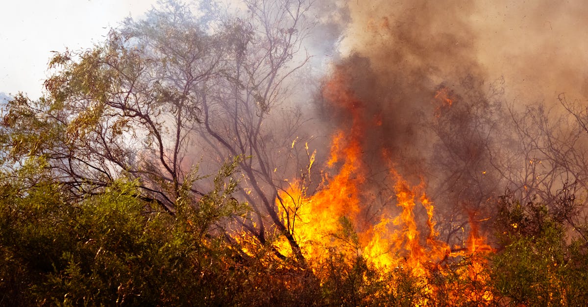 découvrez des stratégies efficaces pour lutter contre le changement climatique. dans cet article, nous explorons des solutions innovantes et des actions concrètes pour préserver notre planète et assurer un avenir durable.