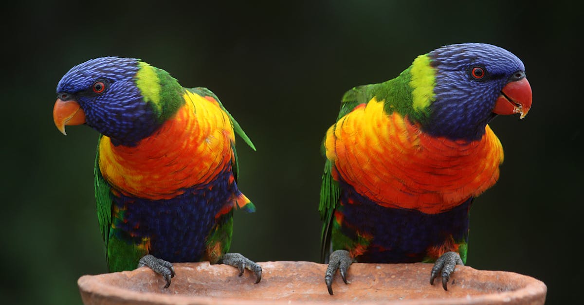 découvrez la beauté et la biodiversité des forêts tropicales, véritables joyaux de la planète. plongez dans un monde où la nature regorge de vie, d'espèces uniques et d'écosystèmes fascinants, tout en apprenant sur l'importance de leur conservation.