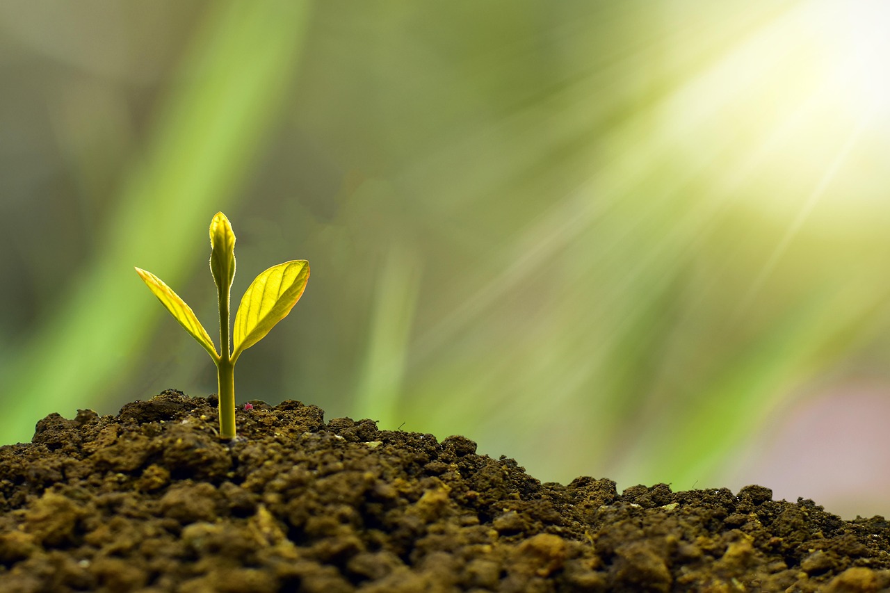 découvrez comment adopter des pratiques durables pour protéger l’environnement, réduire votre empreinte écologique et contribuer à un avenir plus responsable.
