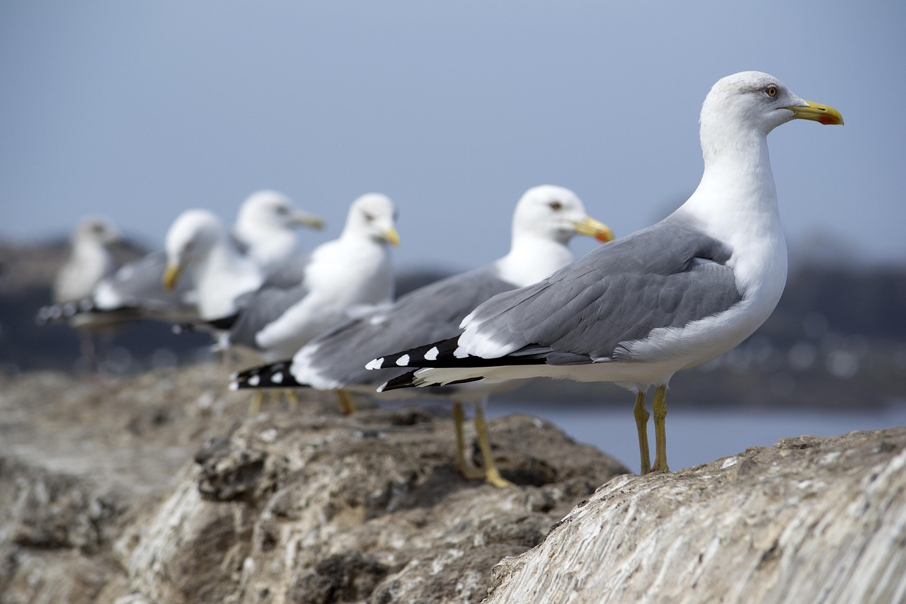 Environnement : Une controverse éclate autour du vol le plus court proposé par cette compagnie aérienne ! post thumbnail image