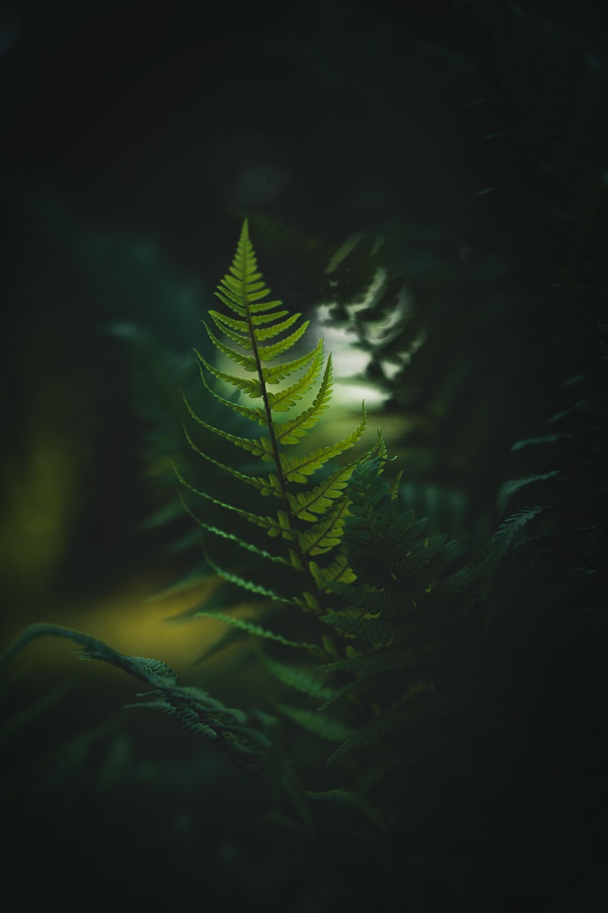 découvrez l’importance des forêts tropicales : leur biodiversité exceptionnelle, leur rôle dans la régulation du climat et les menaces auxquelles elles font face. informez-vous sur les actions pour préserver ces écosystèmes essentiels.