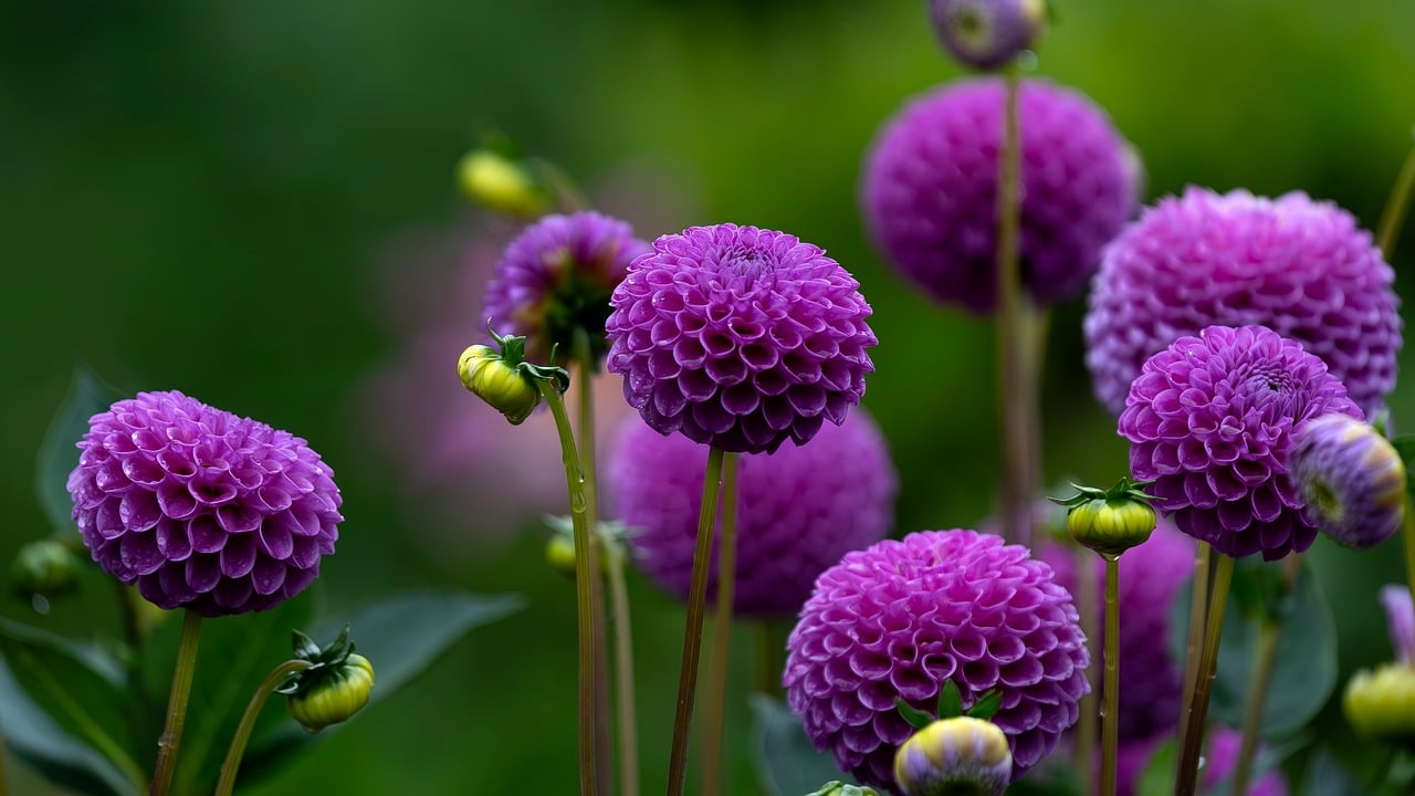 d&eacute;couvrez notre s&eacute;lection de fleurs &eacute;cologiques, cultiv&eacute;es de mani&egrave;re durable pour offrir beaut&eacute; et respect de l'environnement.