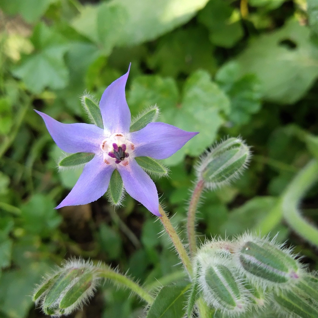 d&eacute;couvrez les techniques de jardinage en permaculture urbaine pour cultiver un espace vert durable et productif en milieu citadin.
